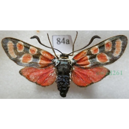 Zygaena carniolica (Scopoli, 1763) Kraśnik rzęsinowiec San Marino84a